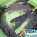钓鱼爱好