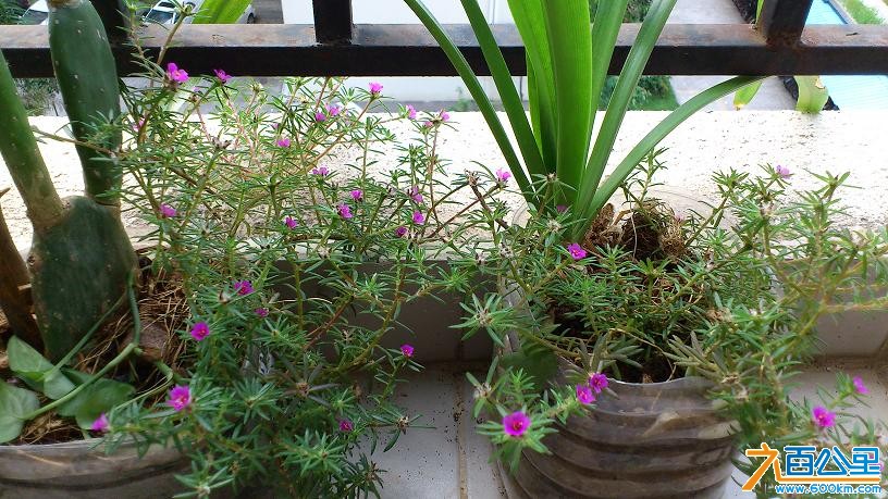 紫花草