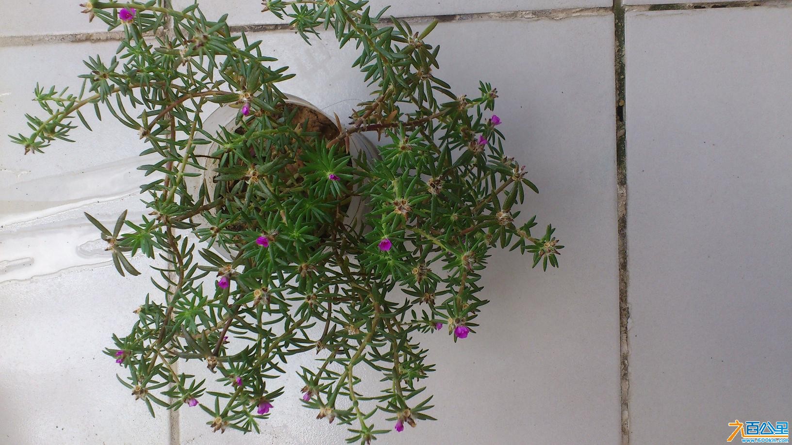 紫花草2
