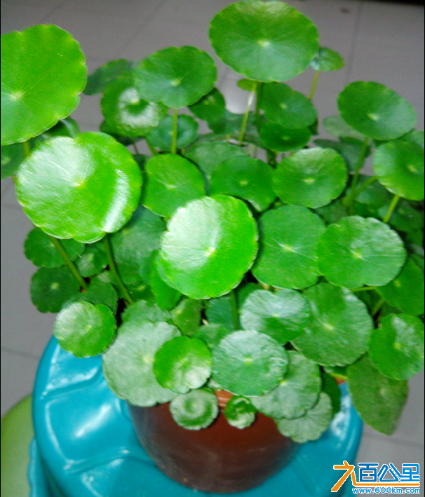 金钱草