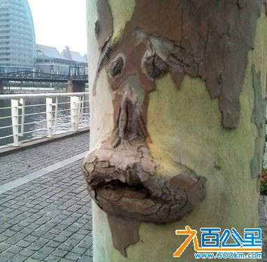 苦逼的大树