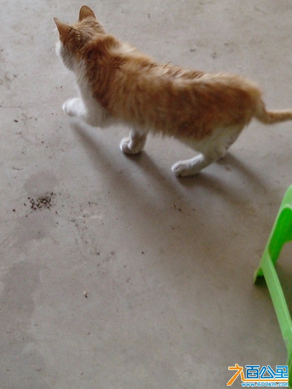 猫6.jpg