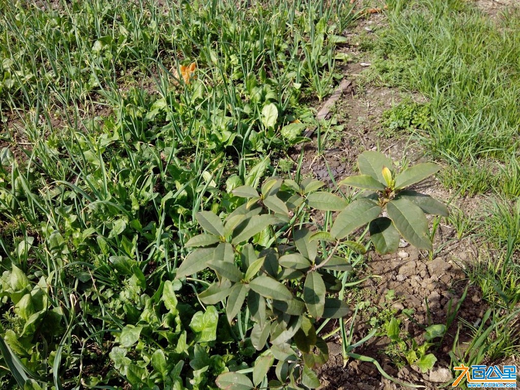 喜马拉雅菜1.jpg