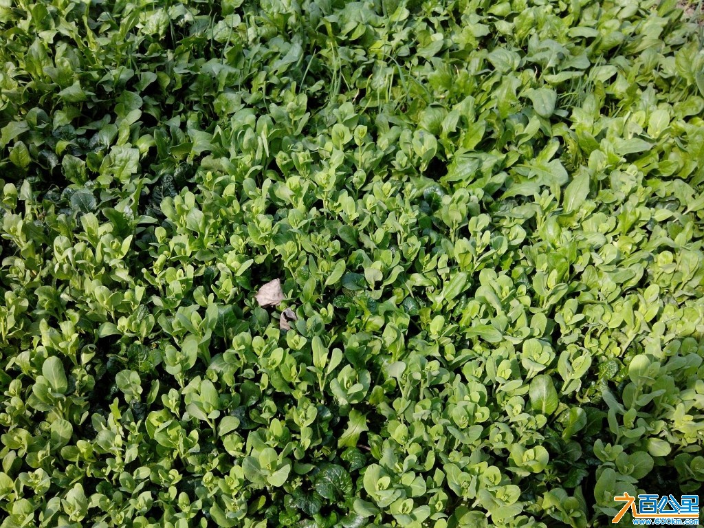 喜马拉雅菜2.jpg