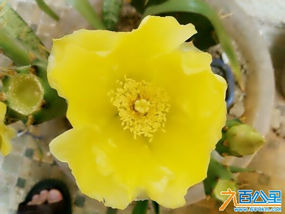 仙人掌开花