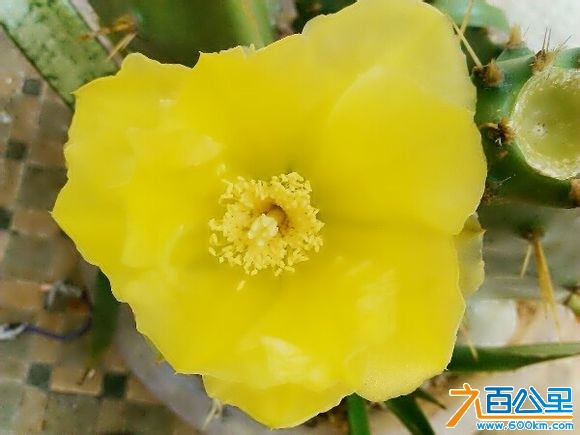仙人掌开花