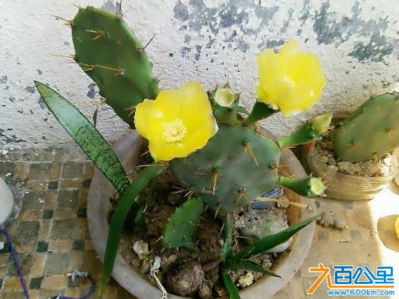 仙人掌开花