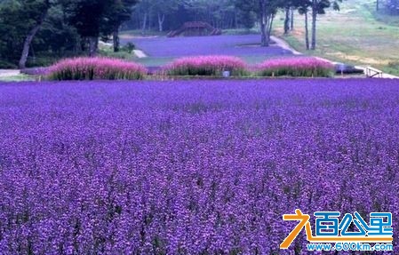 松山湖景点