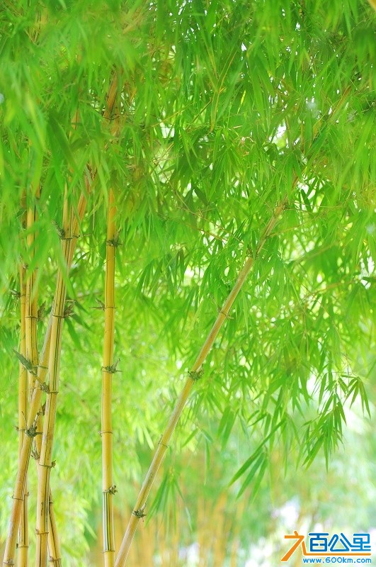 松山湖照片