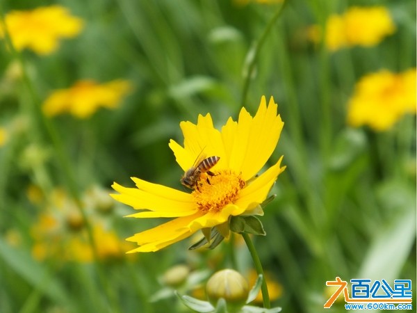 比亚迪深惠地区联谊之松山湖骑行赏花