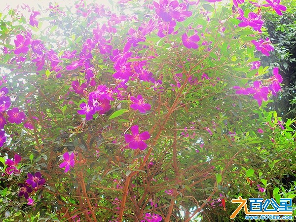 比亚迪深惠地区联谊之松山湖骑行赏花