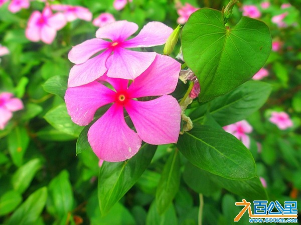 比亚迪深惠地区联谊之松山湖骑行赏花