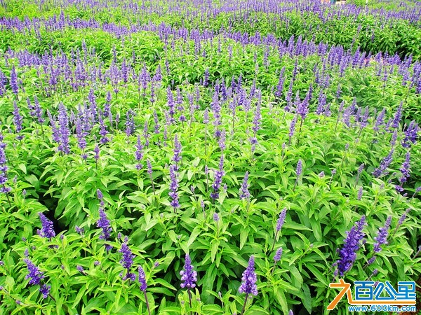 比亚迪松山湖旅游