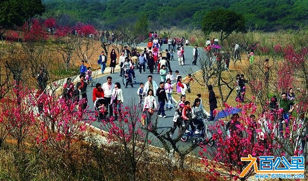 比亚迪松山湖旅游
