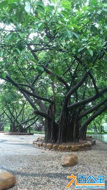 洪湖公园