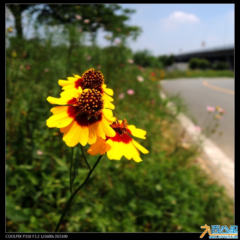 DSCN3531-1.jpg