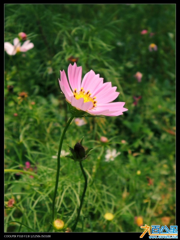 DSCN3535-1.jpg