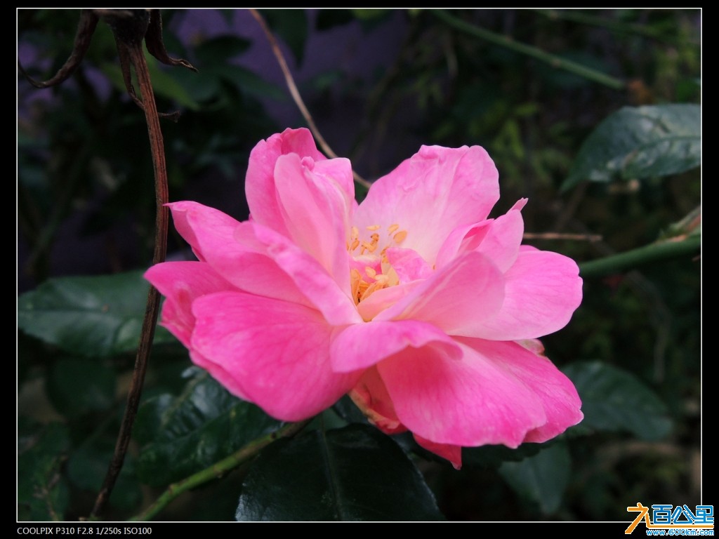 DSCN2385-1.jpg