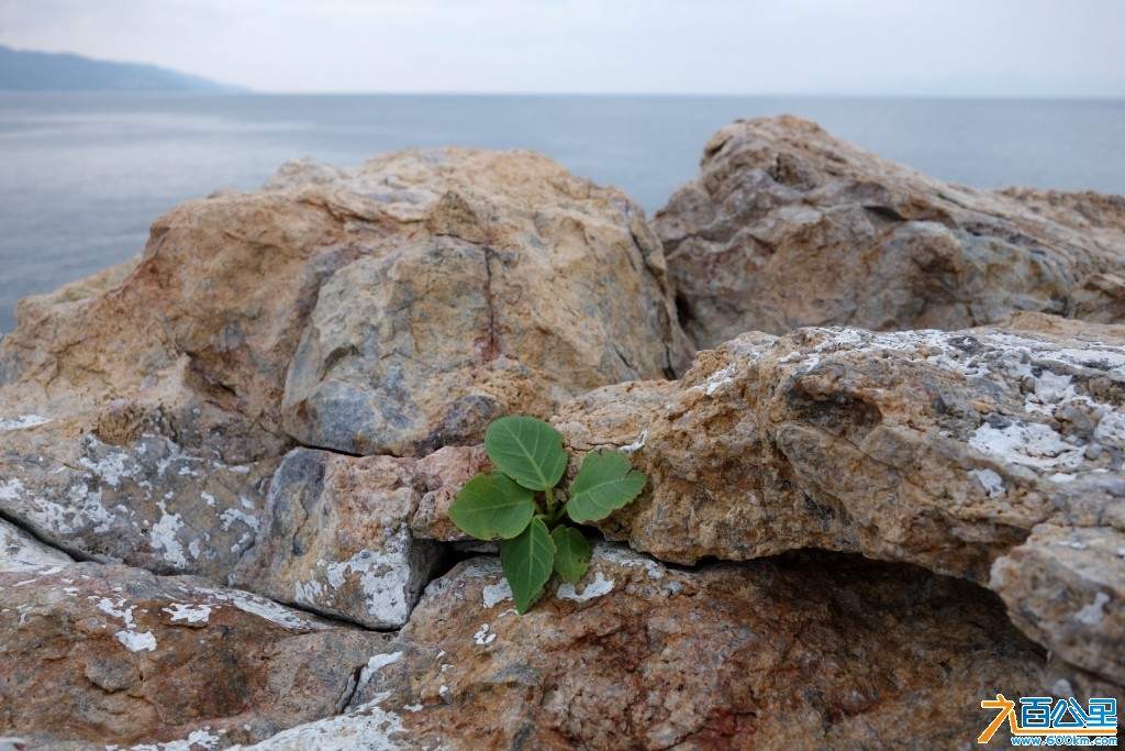 DSC00209-1.jpg