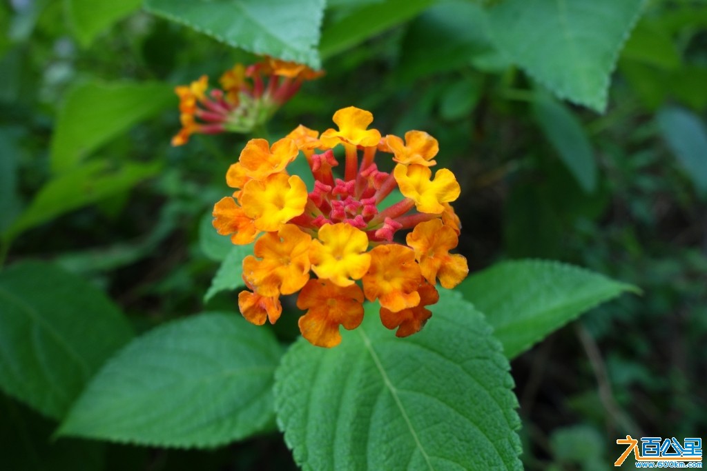 DSC00079-1.jpg