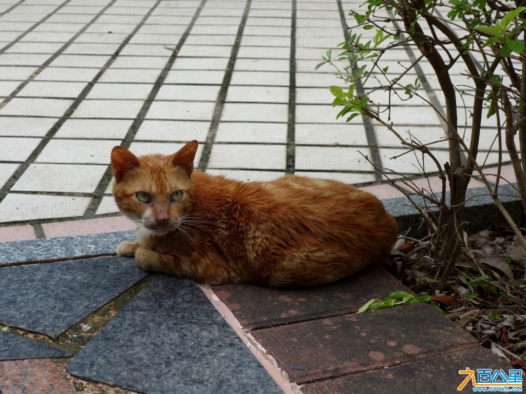 DSC00081-1.jpg