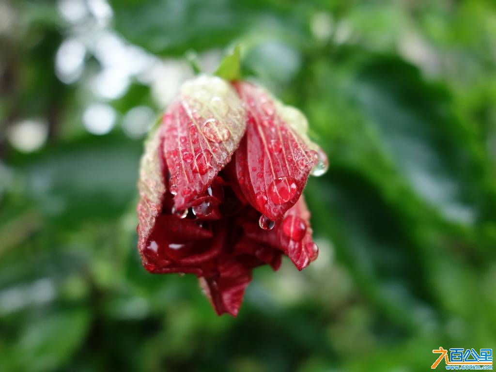 DSC00393-1.jpg
