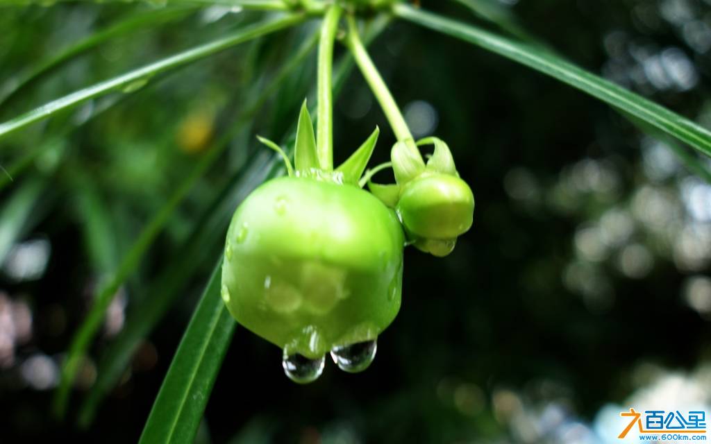 DSC00436-1.jpg