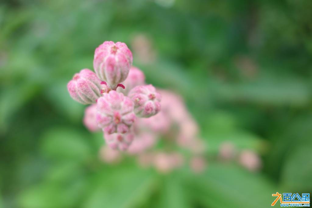 DSC00706-1.jpg