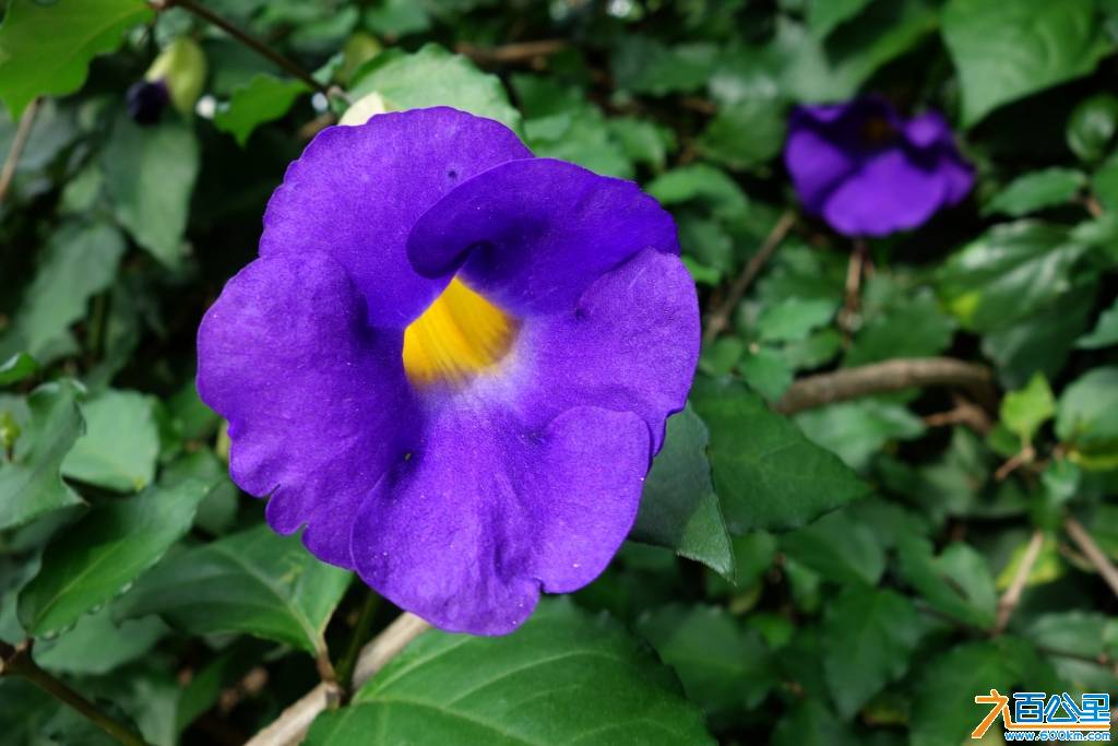 DSC00783-1.jpg