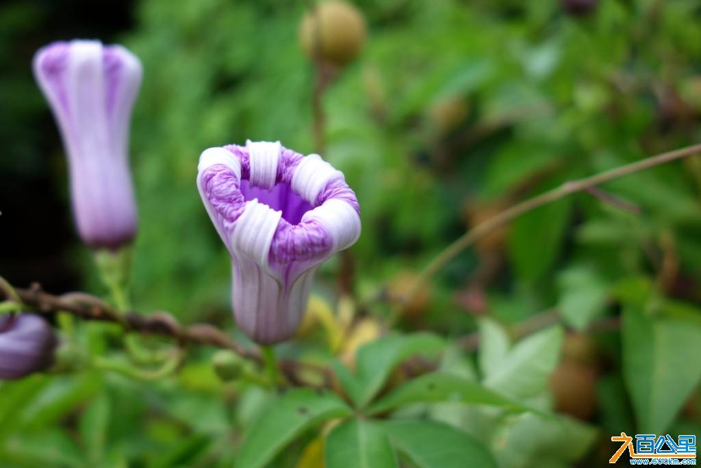 DSC00810-1.jpg