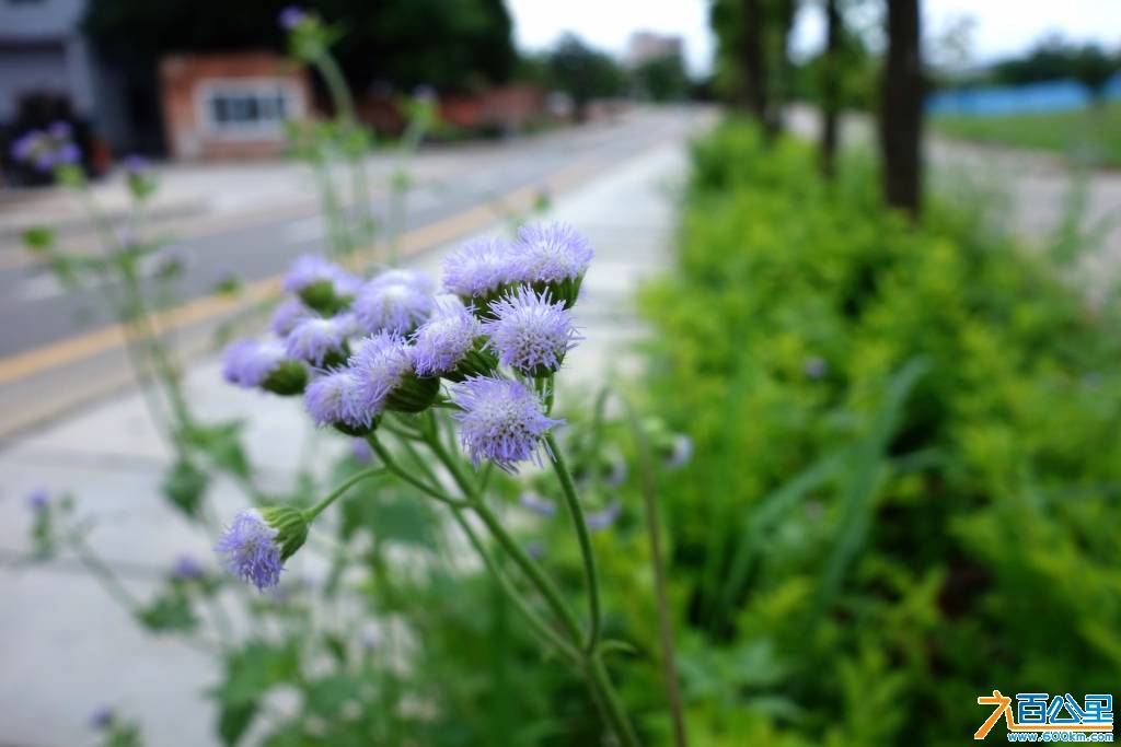 DSC00829-1.jpg