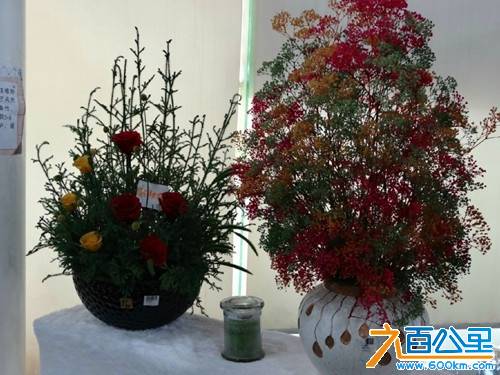 抽丝抽出来的干花.jpg