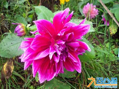 花开的很艳.jpg