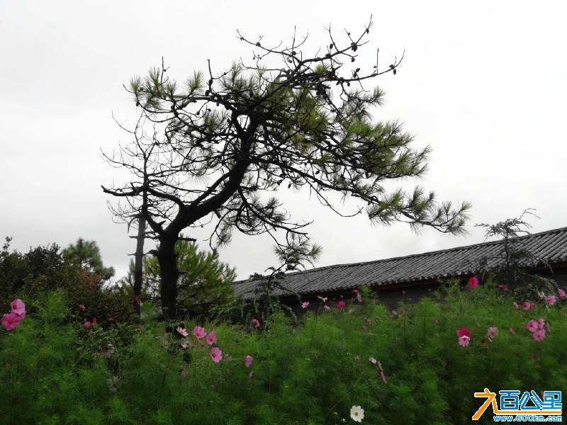 俏皮的松树.jpg