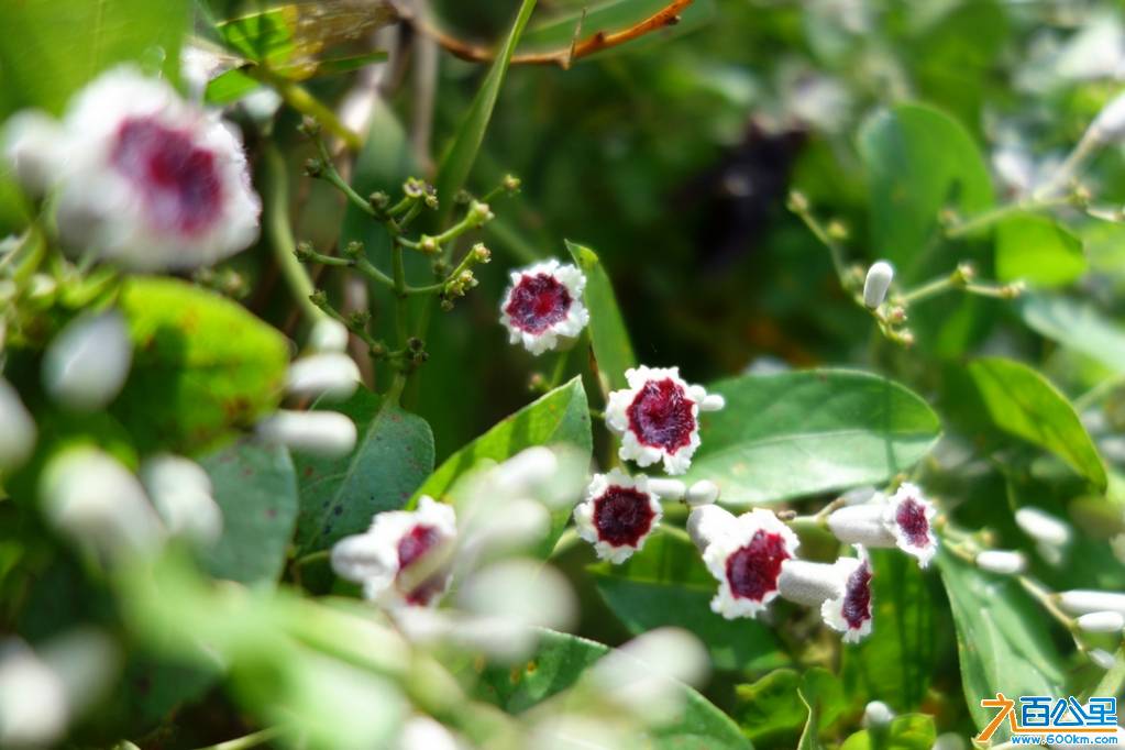DSC05301-1.jpg