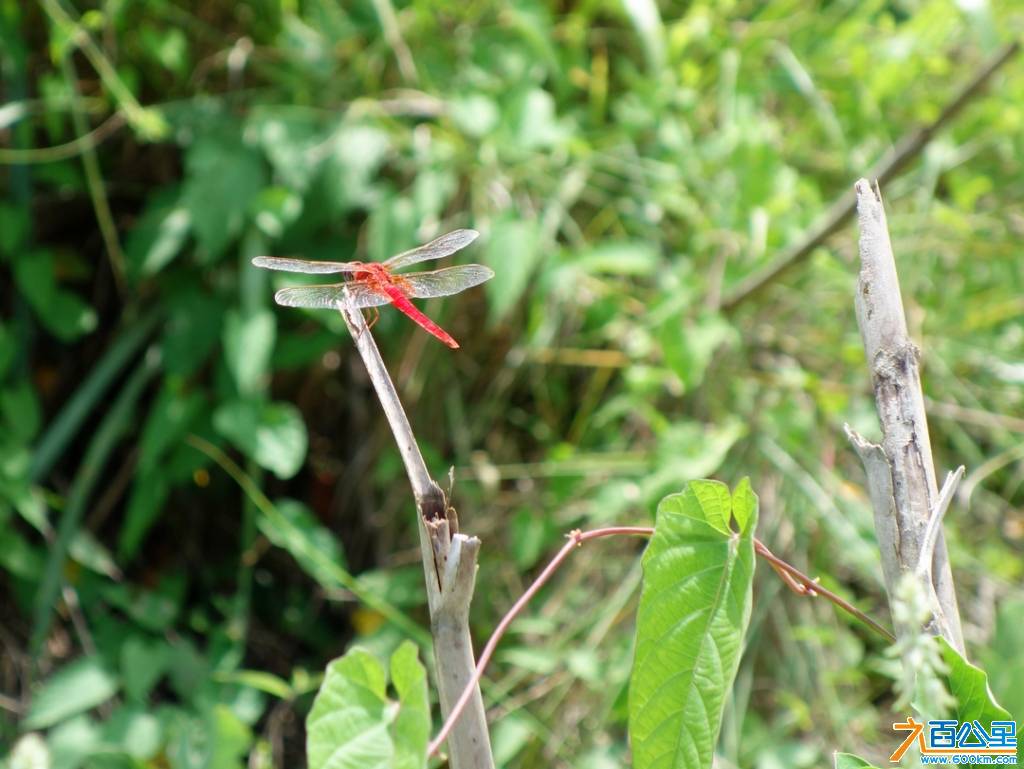 DSC05302-1.jpg