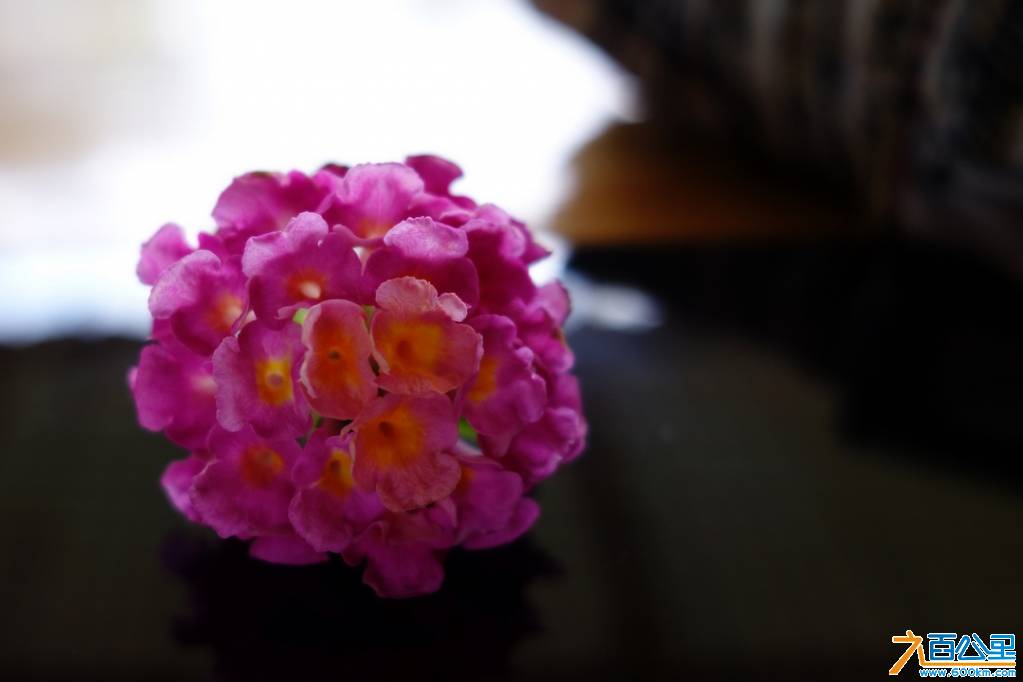 DSC05319-1.jpg