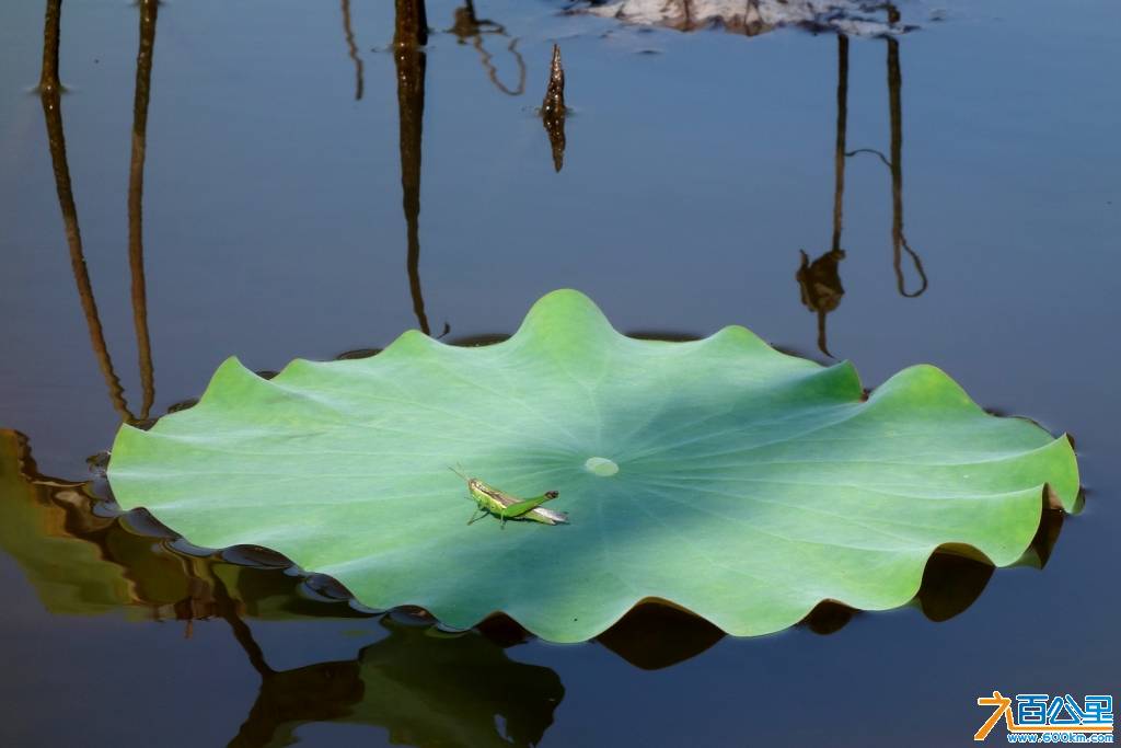 DSC06837-1.jpg