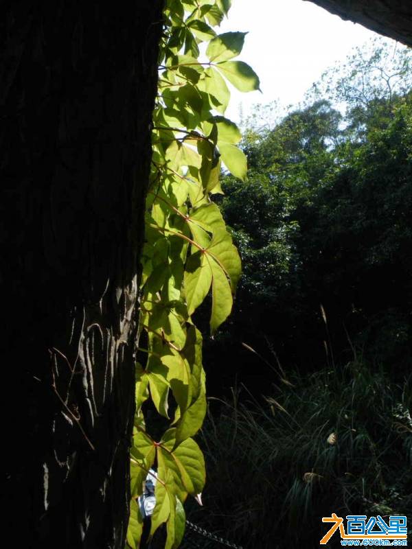 DSCF3595.JPG