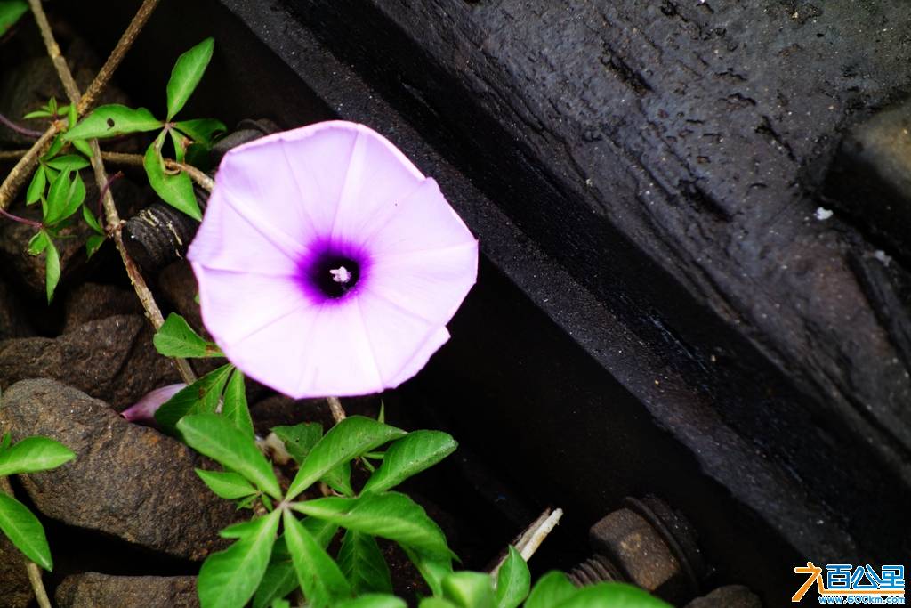 DSC07016_副本.jpg