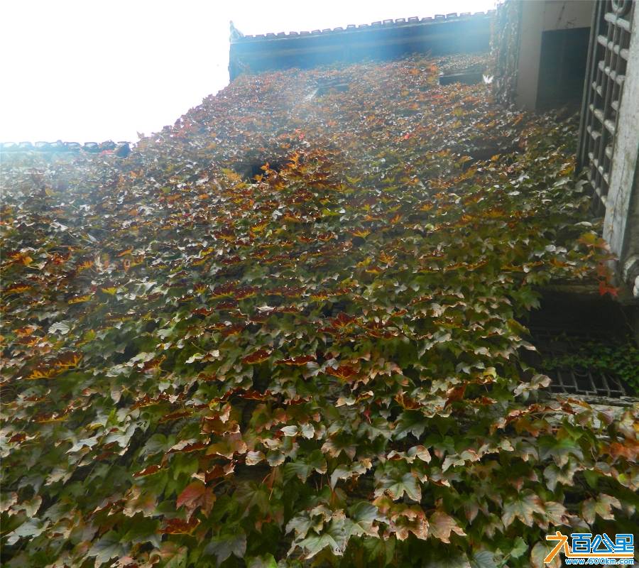 DSCN4810.jpg