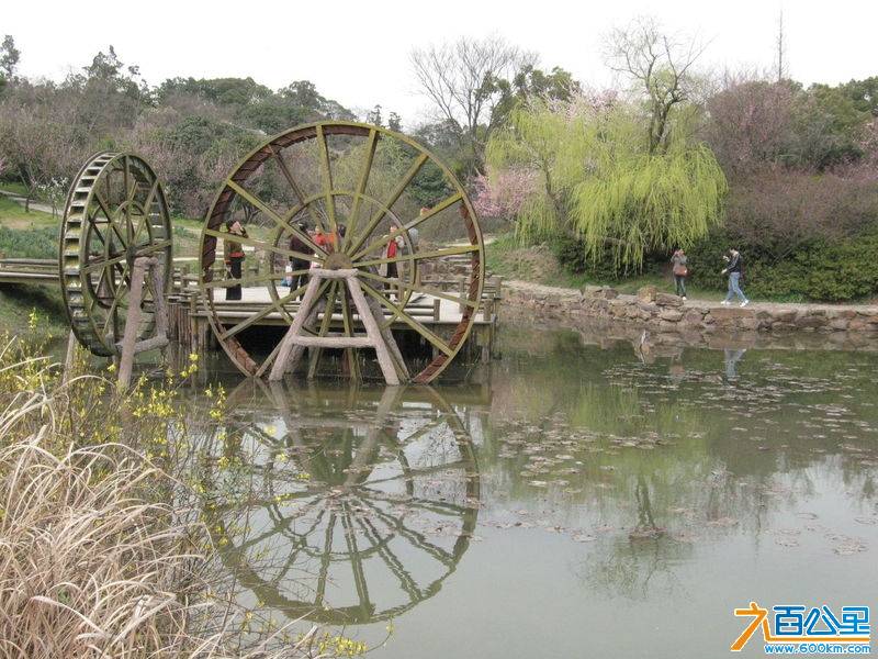 meihua.jpg