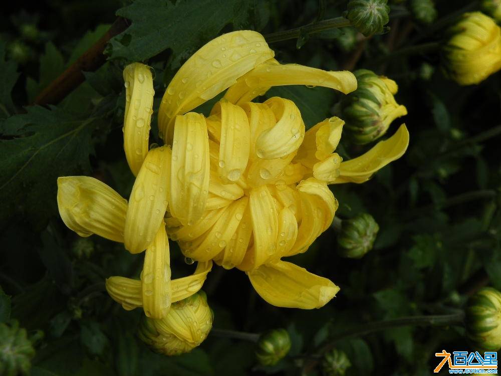 DSCF8778.JPG