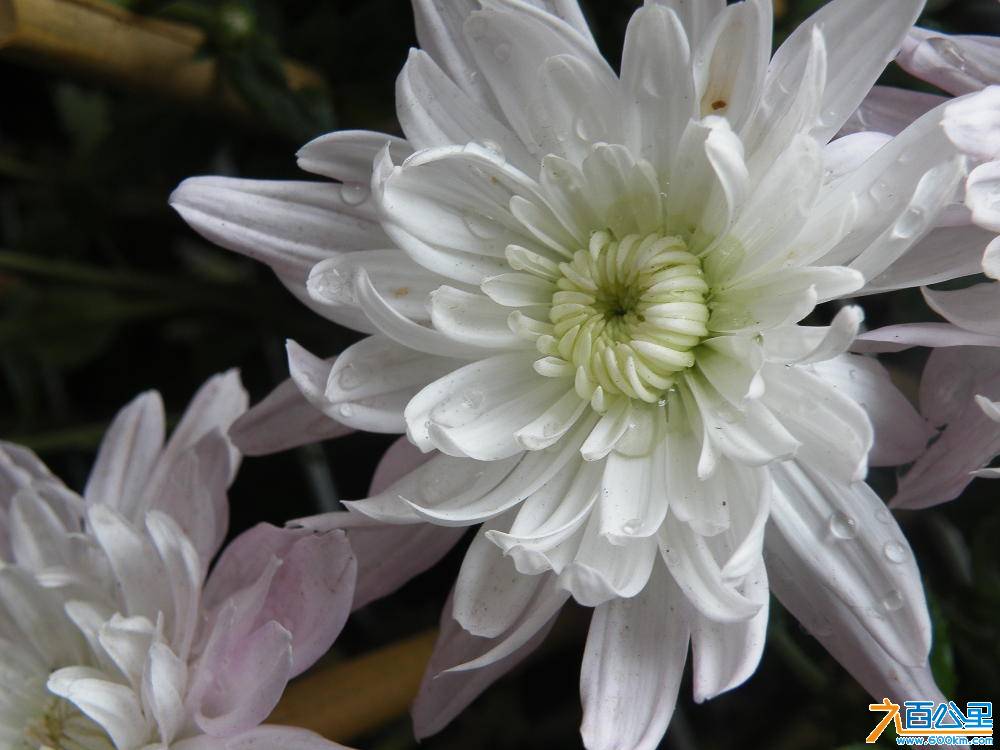 DSCF8781.JPG