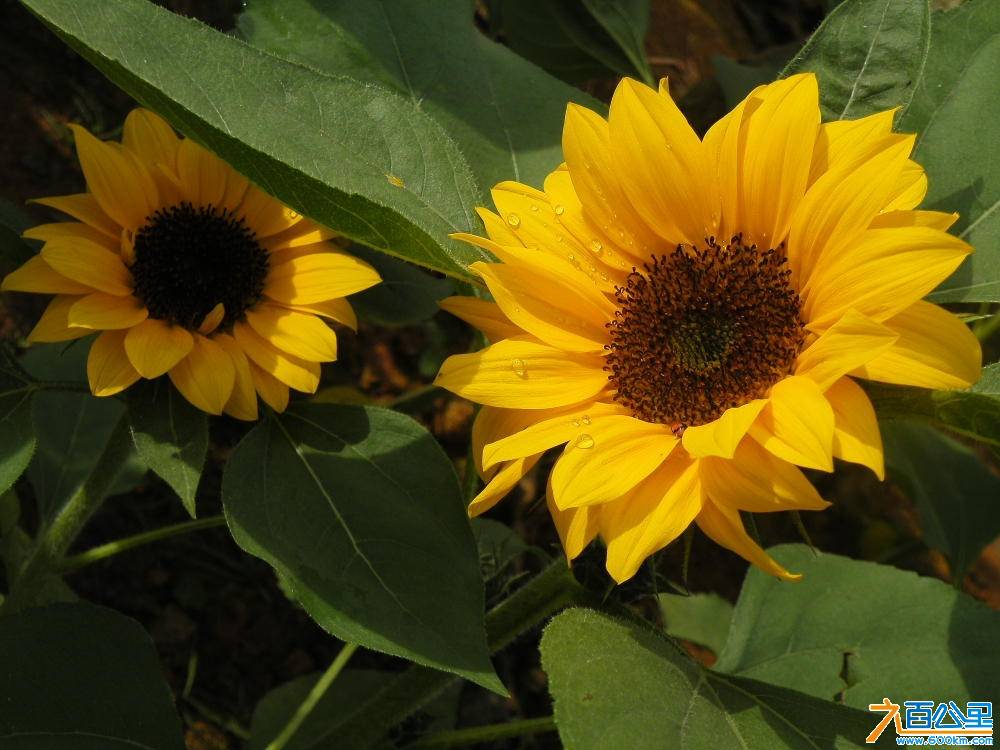 DSCF8801.JPG