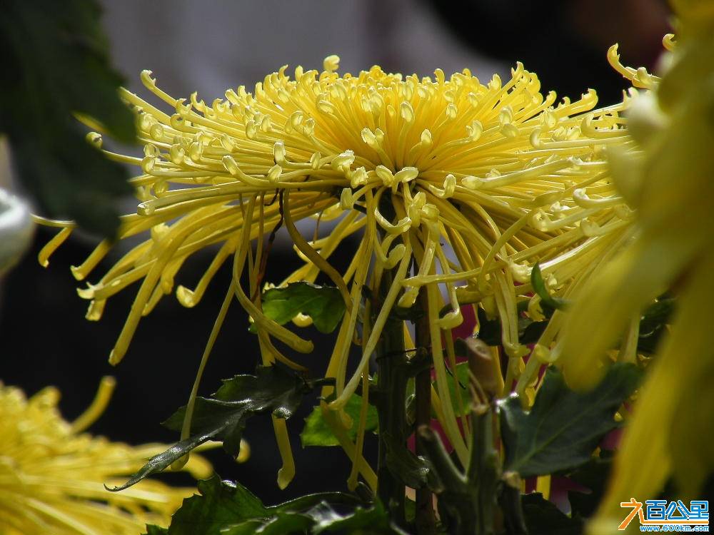 DSCF8873.JPG