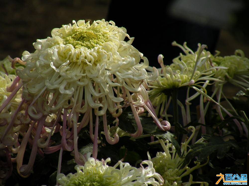 DSCF8881.JPG