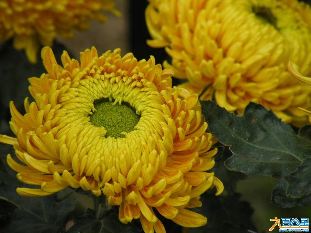 DSCF8906.JPG