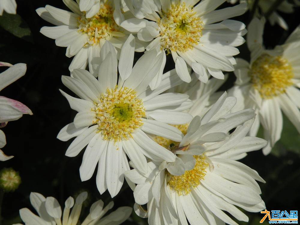 DSCF9090.JPG