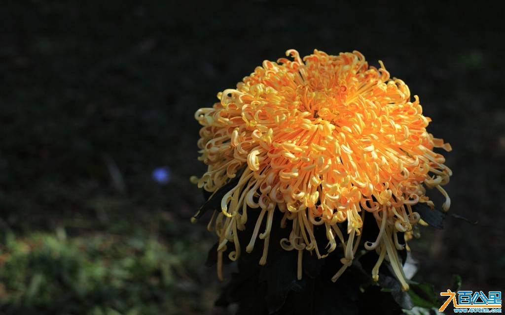 DPP_0020_副本.jpg